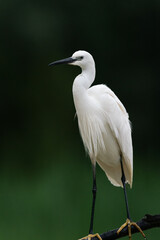 The little egret (Egretta garzetta) 