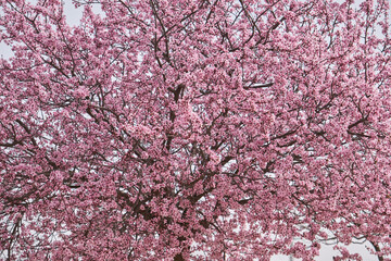 Blossoming cherry plum pink flowers