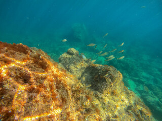 Underwater Las Rotas coast Denia Alicante Spain