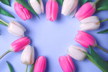 Pink and white tulips on blue background in trending blue color 2022. Place for your text. close up and copy space.
