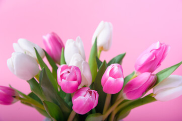 Pink and white tulips on pink background and copy space.