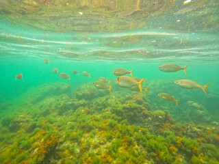 Underwater Las Rotas coast Denia Alicante Spain