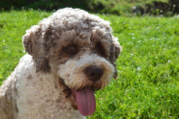 Portrait of a Lagotto Romagnolo dog