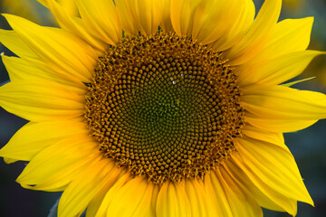 Naklejka premium sunflower plant focused in the foreground with unfocused background showing in detail the disc of petals and the central area with sugary drops of sap