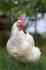 Close up of a white chicken