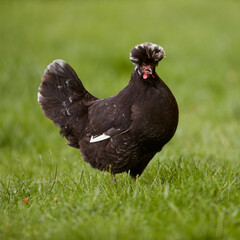 Isolated black Poland chicken with white crest free range in garden