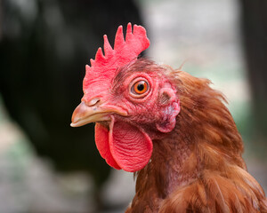 Close up of a brown red chicken