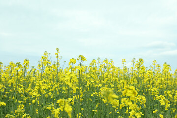 Rapeseed field on the background of the sky in summer