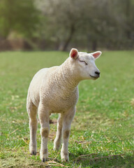 Portrait of a white lamb in the meadow