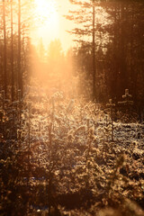 Warm sunbeams in the evening in a forest