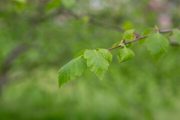 branch of birch tree Betula pendula, silver birch, warty birch, European white birch with green leaves