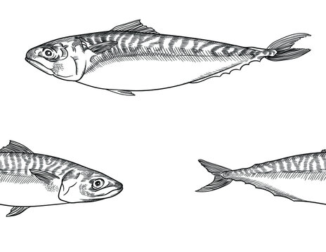black and white mackerel fish drawing clip art preview