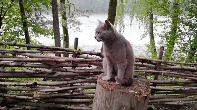 Funny grey cat washing outdoors. Green leaves and water nature background. Wood fence. Adult pet portrait. Animal look