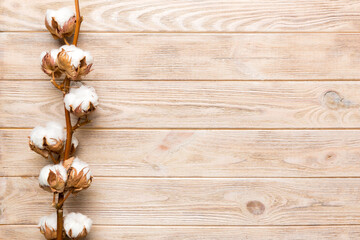 Autumn Floral composition. Dried white fluffy cotton flower branch top view on colored table with copy space