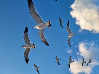 Seagull