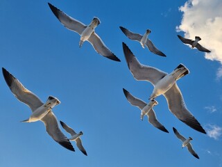 Seagull