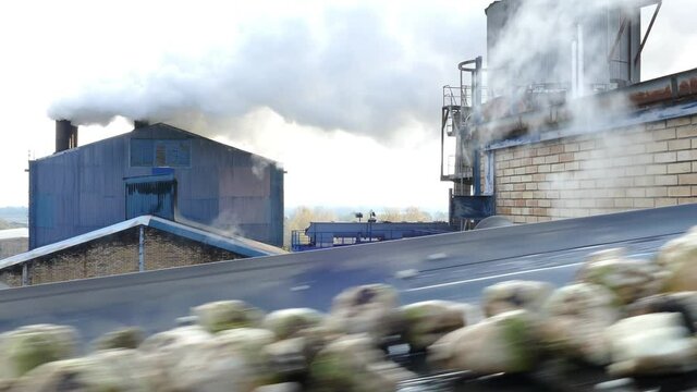 Sugar beet on a conveyor belt transporting to the food processing plant - sugar factory, lot of smoke from chimneys and industrial steam