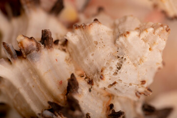 Seashell surface texture, background image, close-up, selective focus.