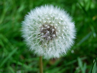 blooming dandelion