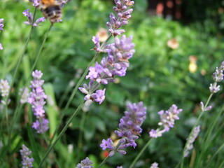 Lavender field with bees