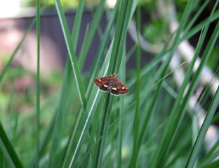 moth in the grass