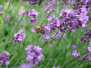 Lavender field with bees