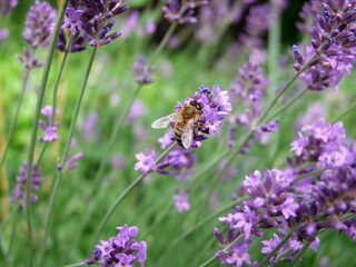 Lavender field with bees