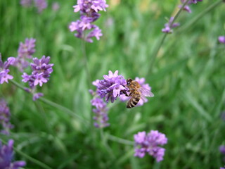 Lavender field with bees
