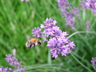 Lavender field with bees