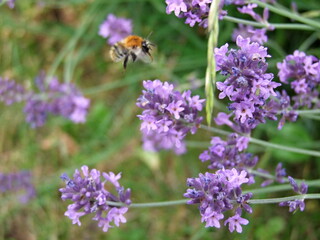 Lavender field with bees