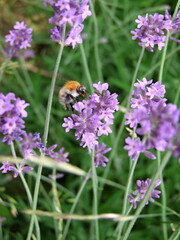 Lavender field with bees