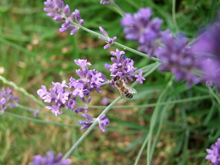 Lavender field with bees