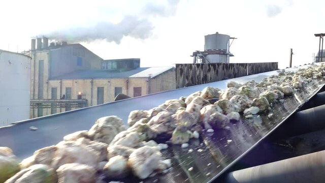 Sugar beet on a conveyor belt transporting to the food processing plant - sugar factory, lot of smoke from chimneys and industrial steam