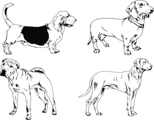 vector drawings sketches pedigree dogs and cats  drawn in ink by hand , objects with no background