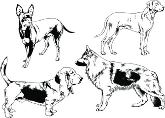 vector drawings sketches pedigree dogs and cats  drawn in ink by hand , objects with no background