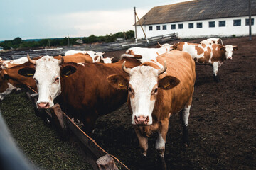 Cows on the form. Milk, meat production. Household animals. - 474200218