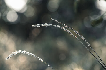 Fresh forest of grass in drops of morning dew sparkling in the sunlight - 474200220