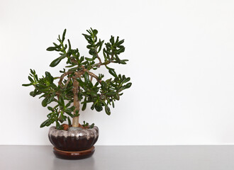 Popular succulent homeplant Crassula Ovata Hobbit in the form of a bonsai tree on a white background. Growing houseplants as a hobby