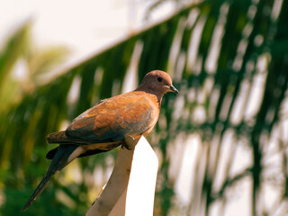 Oiseau regardant de profil