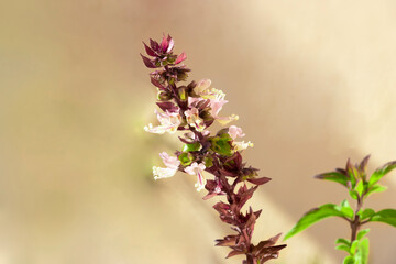 Asian Herbal Ocimum Tenuiflorum Plant Flower. Selective Focus - obrazy, fototapety, plakaty
