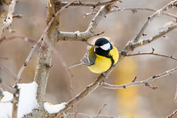 Obraz premium Winter yellow bird sits on a branch. Little tit in frost.