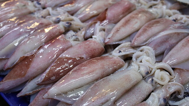 Fresh squid on a tray. Close-up squid or splendid squid : (Loligo spp.) Lined up beautifully on a stall in a traditional Thai fishery market. selective focus