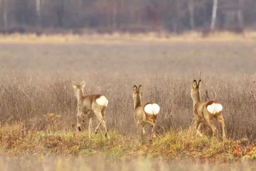 Tuinposter Three roe deers running over meadow © Simun Ascic