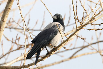 Hooded crow (Corvus cornix) on the branch in winter