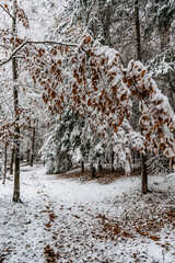 Trail in forest with snow and red autumnal leaves.First snow in December.Beautiful silence morning,tranquility,nobody.Snow covered trees.Magical winter landscape.Path between snowy fir and beech trees