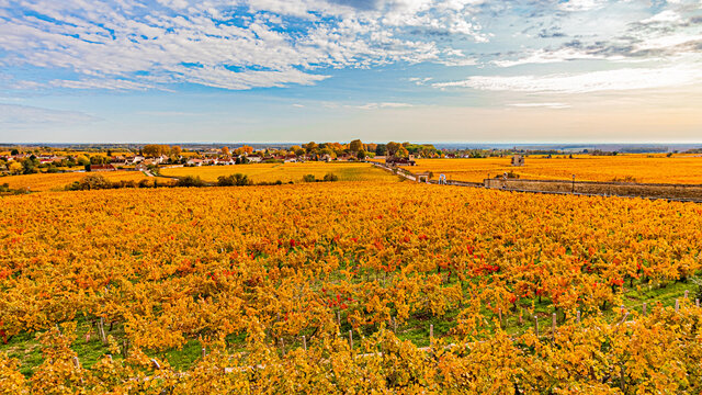 Rangée de vignes en automne, à Vougeot en Côte d'Or.