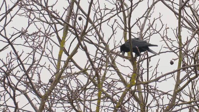 A smart crow cracking open a nut using its beak on winter branches