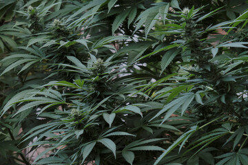 Female cannabis plant blooming
