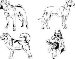 vector drawings sketches pedigree dogs and cats  drawn in ink by hand , objects with no background