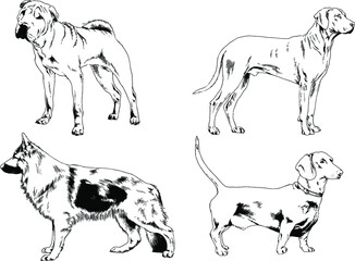 vector drawings sketches pedigree dogs and cats  drawn in ink by hand , objects with no background